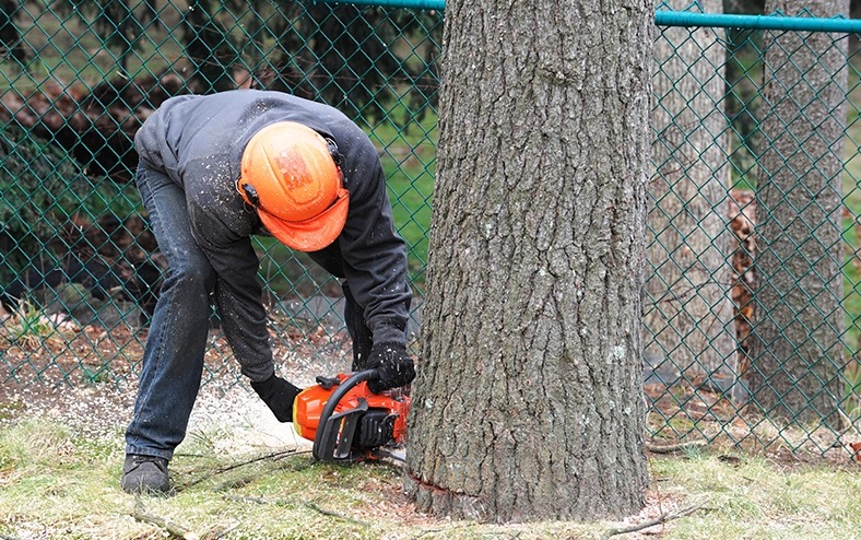 tree service atlanta